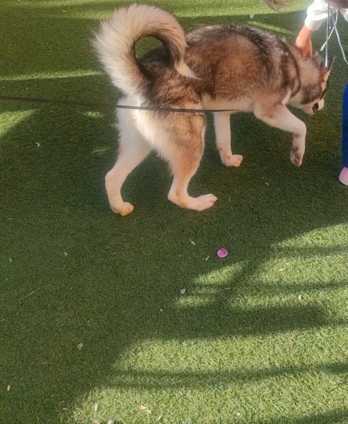 Husky male 11 mois poil long 