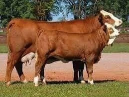 أبقار والعجول نوعية وصحة جيدة vaches et veaux dengraissements