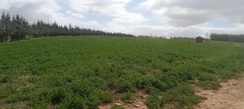 Vente Terrain Agricole Djelfa Ain oussara
