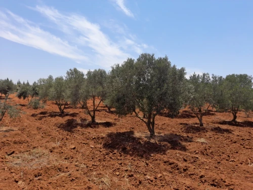 Vente Terrain Agricole Mostaganem Ain boudinar