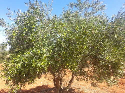 Vente Terrain Agricole Mostaganem Ain boudinar