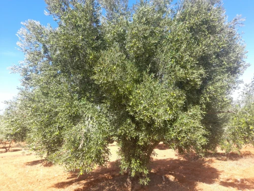 Vente Terrain Agricole Mostaganem Ain boudinar