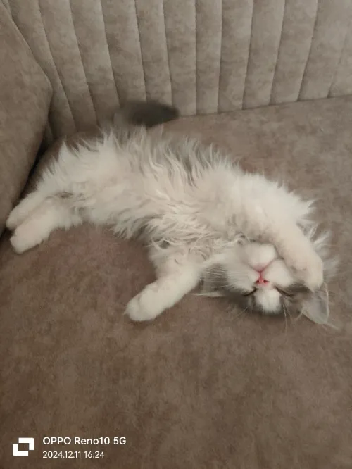 Un chat 