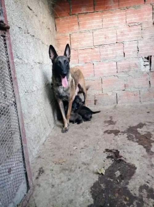 Chiot malinois top