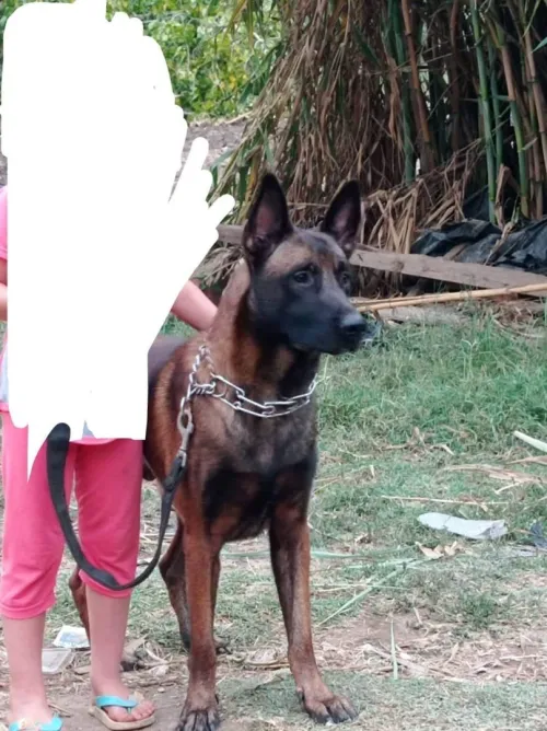 Chiot malinois top