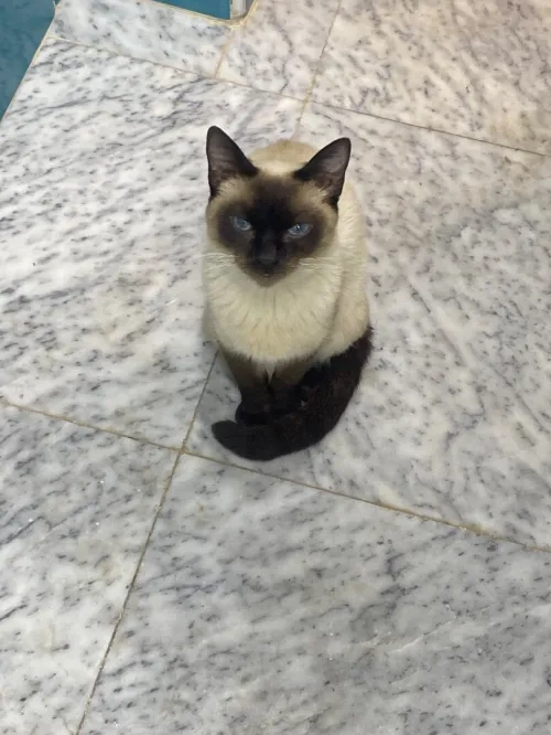 chat siamois