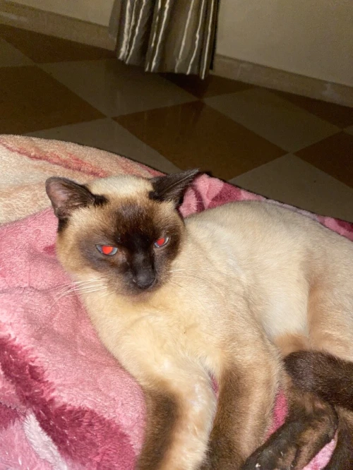chat siamois