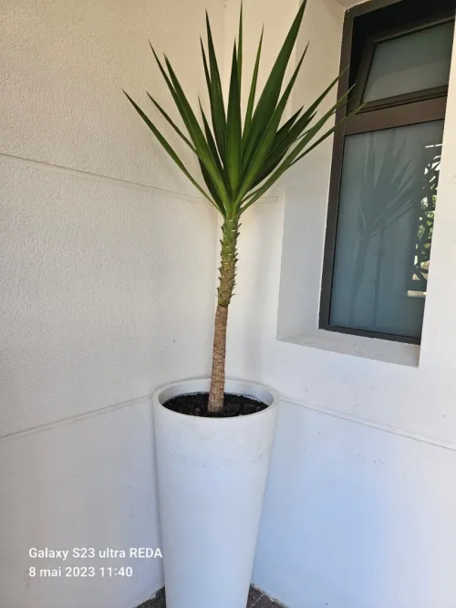 Vente Immeuble Oran Ain el turck