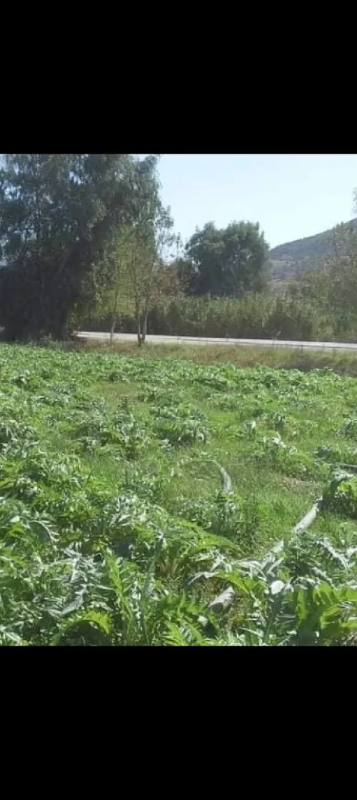 Vente Terrain Bouira Kadiria