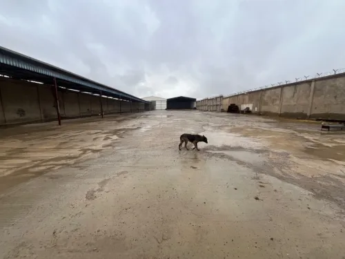 Location Hangar - Usine Oran Sidi chami