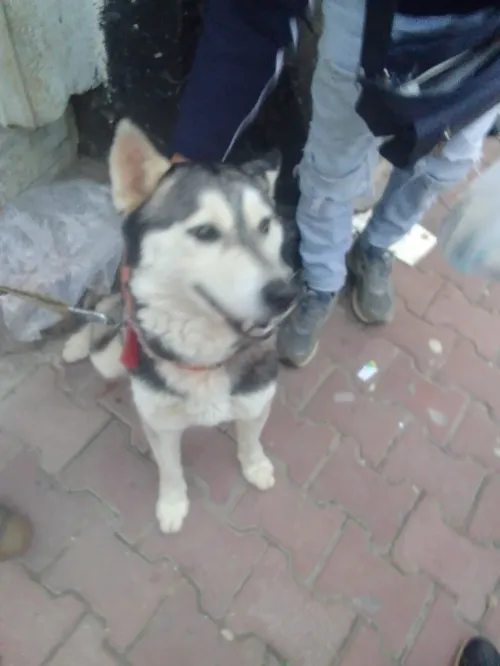 Husky