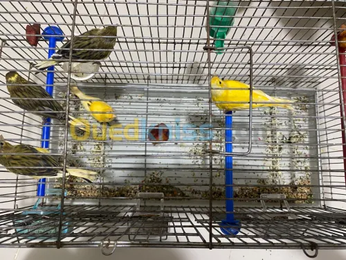jeune canari ordinaire 
