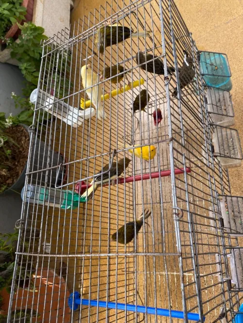 canari ordinaire 
