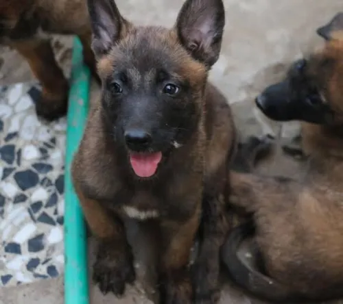 Malinoi femal