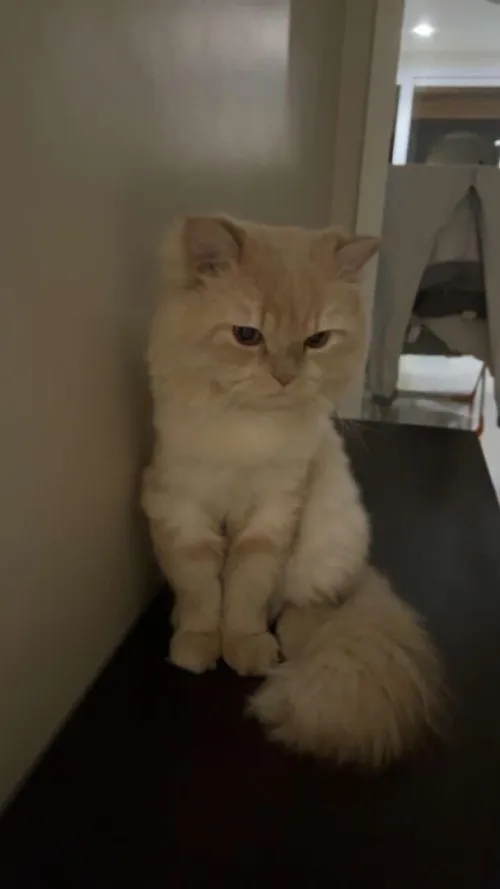 Chat persan à vendre 