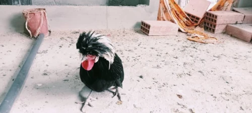 دجاج بادو الهولندي