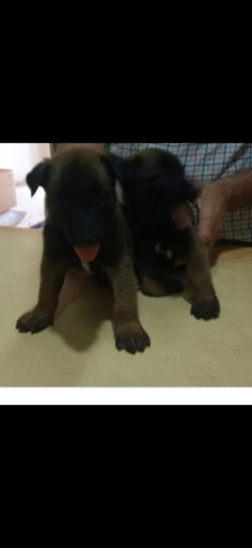 Chien malinois charboni