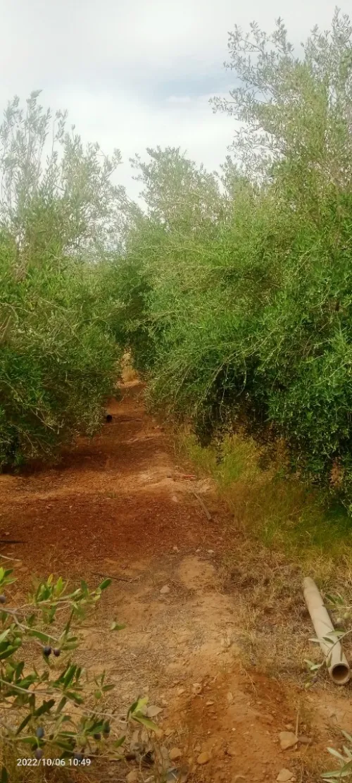 Vente Terrain Agricole Ouled Djellal Ouled Djellal