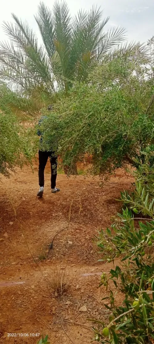 Vente Terrain Agricole Ouled Djellal Ouled Djellal