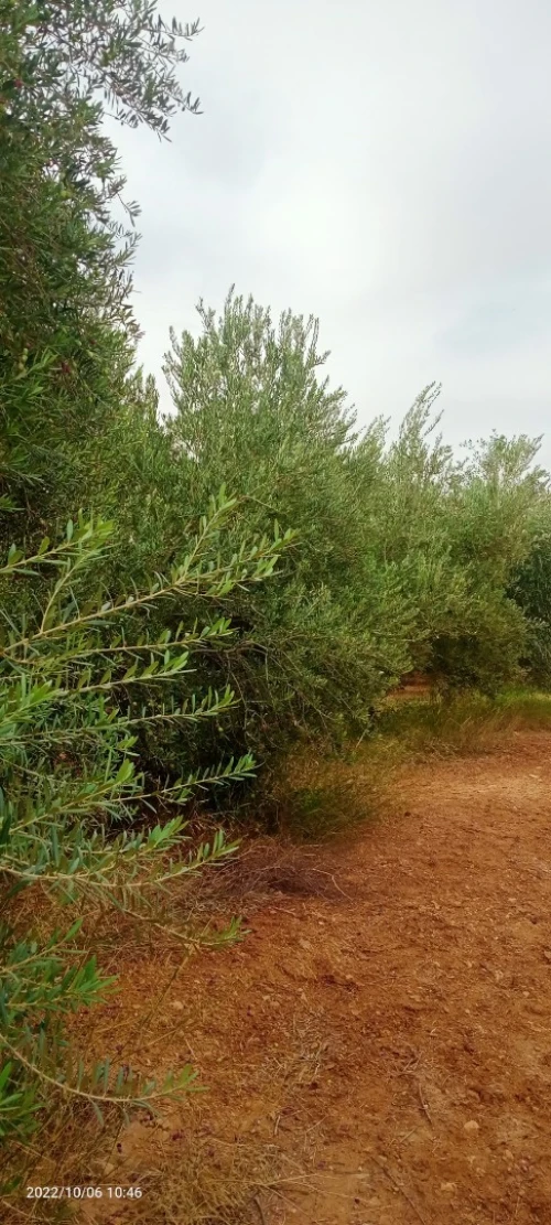 Vente Terrain Agricole Ouled Djellal Ouled Djellal
