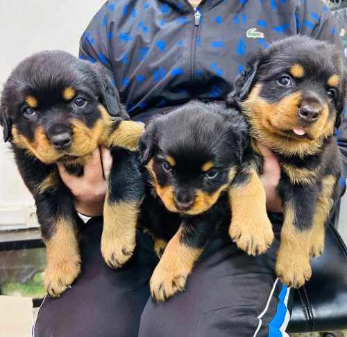 Chien Rottweiler Serbia