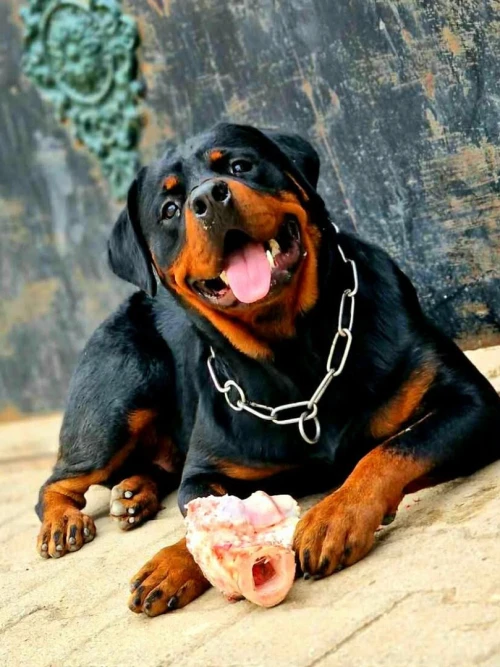 Chien Rottweiler Serbia