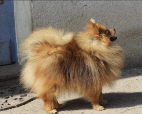 SPITZ