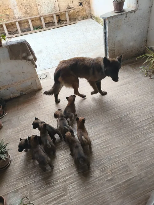 8 جراو Malinois