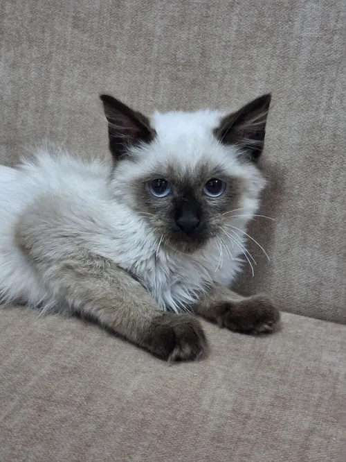 Chat Siamois 2mois mâle yeux bleus 