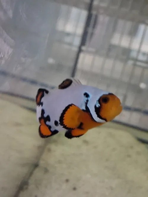 Vente poissons toutes catégories