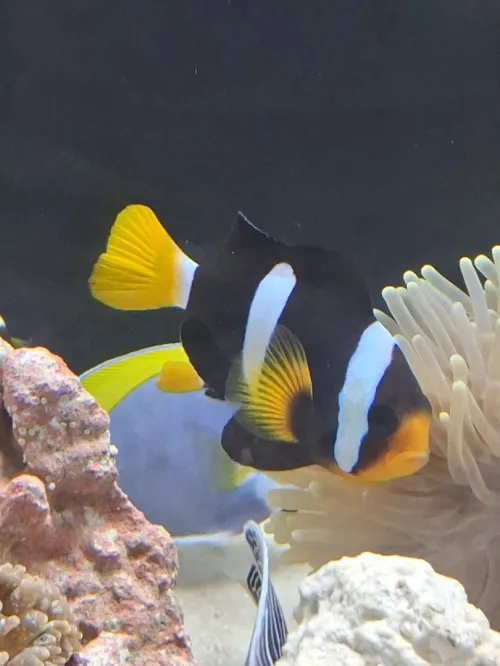 Vente poissons toutes catégories