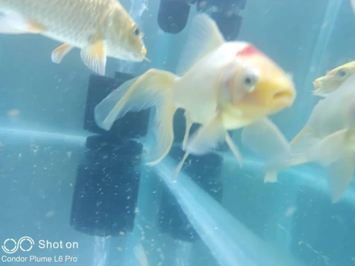 Vente poissons toutes catégories
