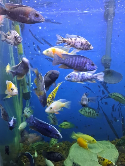 Vente poissons toutes catégories