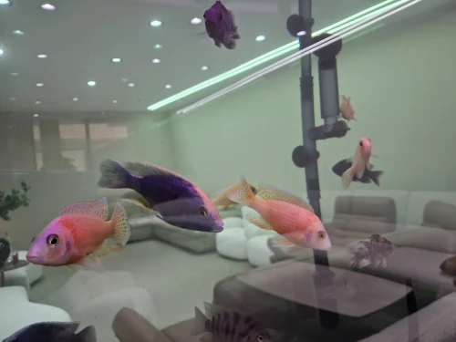 Vente poissons toutes catégories