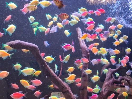 Vente poissons toutes catégories