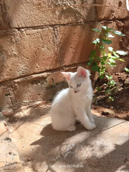 Chat Angora mâle 2,5 mois