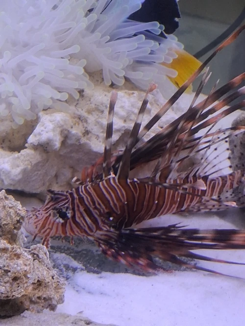 Vente poissons toutes catégories