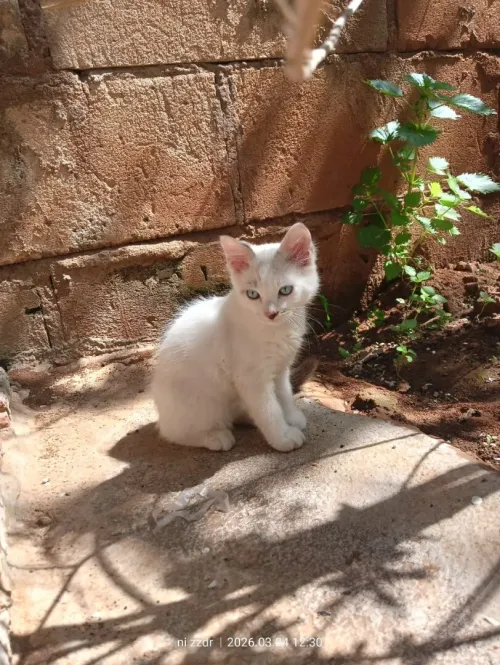 Chat Angora mâle 2,5 mois