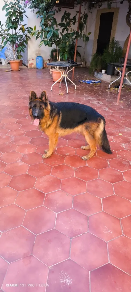 Berger Allemand Poil Long 
