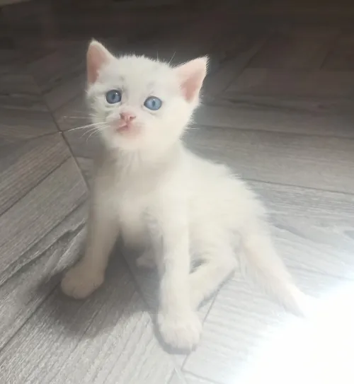 Disponible chat persen moon face race pure 