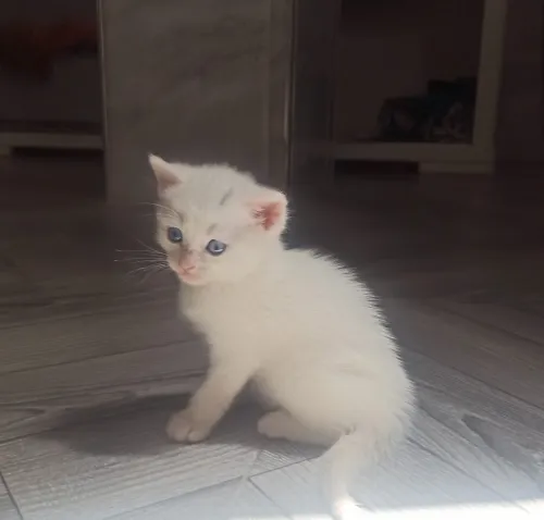 Disponible chat persen moon face race pure 
