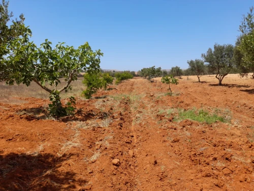 Vente Terrain Agricole Mostaganem Ain boudinar