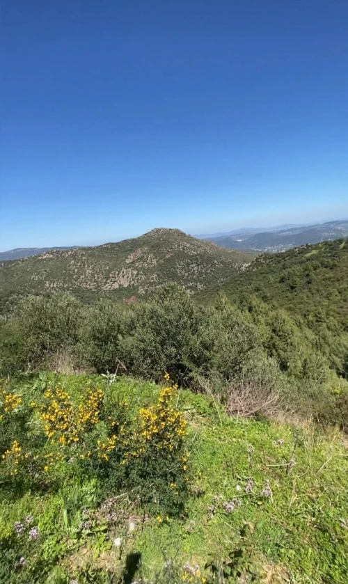 Vente Terrain Boumerdès Ammal