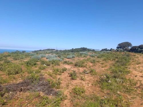 Vente Terrain Tipaza Cherchell