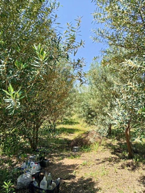 Vente Terrain Mila Grarem gouga