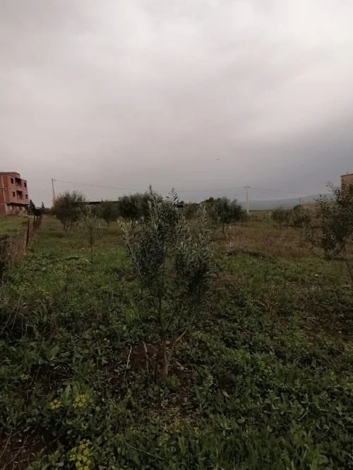 Vente Terrain Mila Grarem gouga