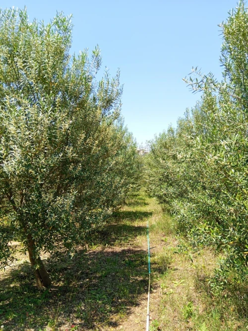 Vente Terrain Mila Grarem gouga