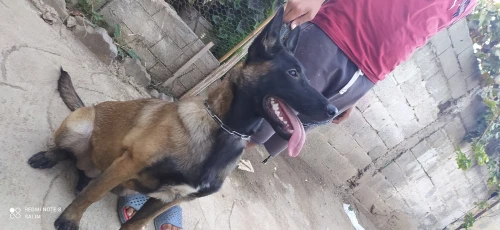 Chien malinois