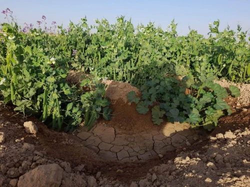 Vente Terrain Agricole Biskra Sidi okba
