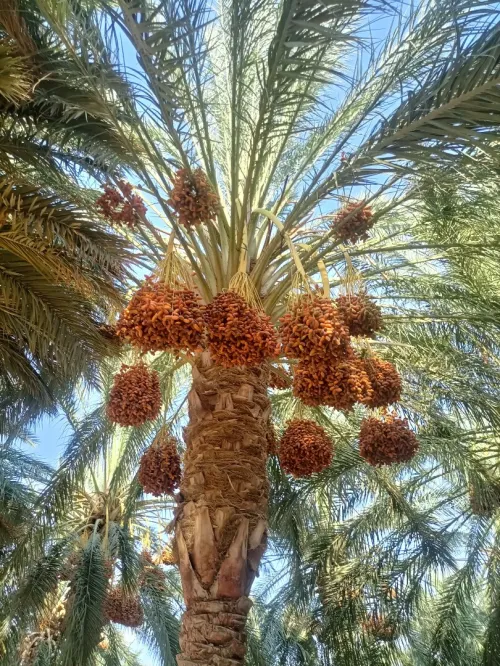 Vente Terrain Agricole Biskra Sidi okba